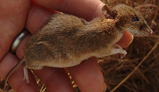 <span class="mw-page-title-main">Rudd's mouse</span> Species of rodent