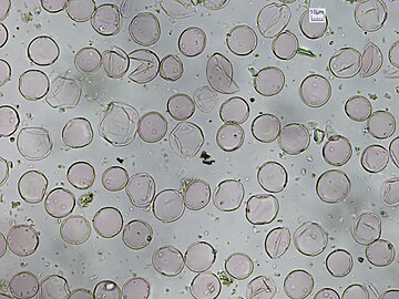 Processed Urtica dioica pollen, 40x
