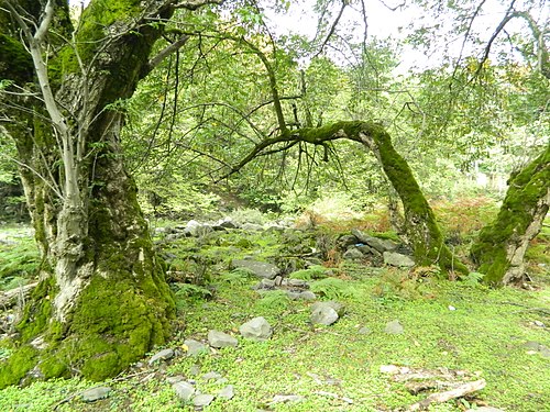 Zagatala State Reserve. Author JokErkin