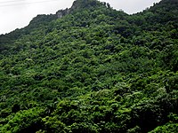 Río Abajo State Forest