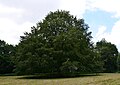 Deutsch: Schloss Vaalsborek, Rotbuche im Schlosspark