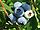 Vaccinium corymbosum a2.jpg