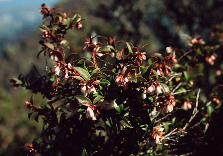 Vaccinium ovatum