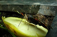 Vulcain sur un morceau de pomme.