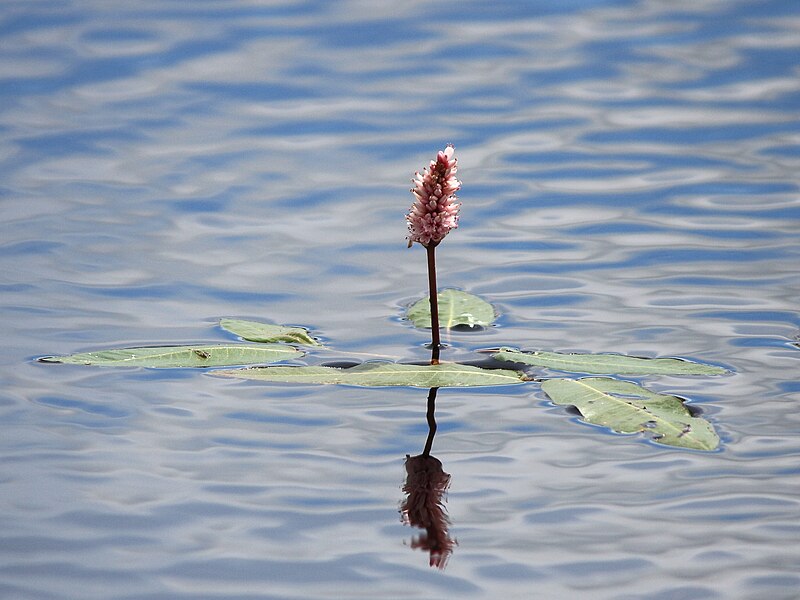 File:Veenwortel (Persicaria amphibia) in Nationaal Park De Alde Feanen, Locatie It Wikelslân 01.jpg