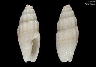 <i>Vexillum humile</i> Species of gastropod