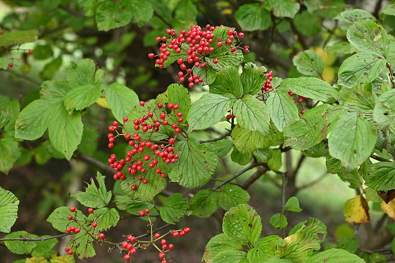 File:Viburnum dilatatum 03.jpg