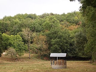 Wald von Bois-du-Roc