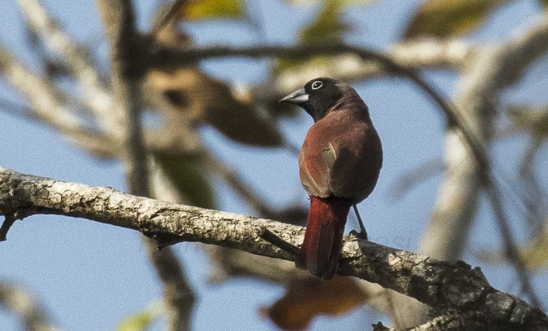 File:Vinaceous Firefinch.jpg