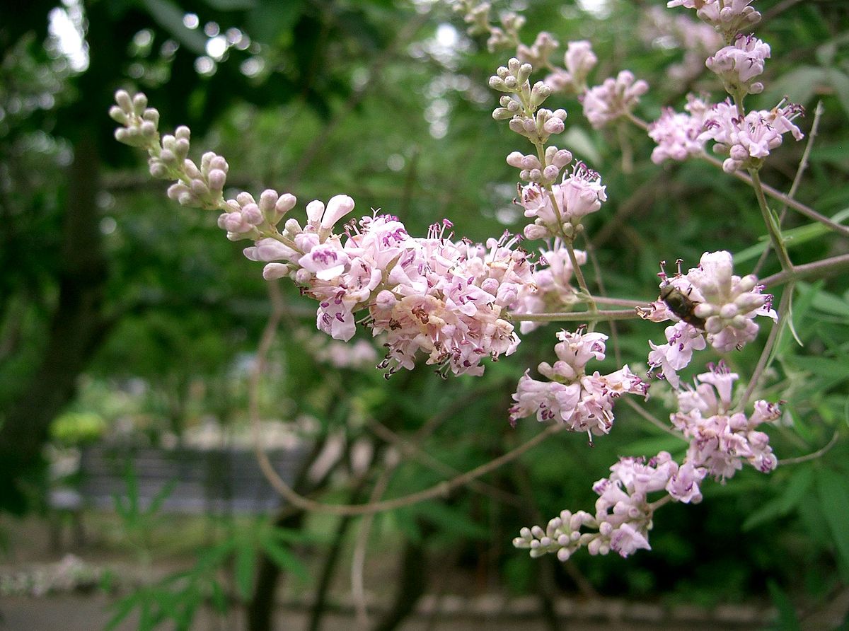 Vitex agnus-castus1.jpg