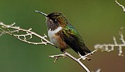 Volcano Hummingbird (cropped).jpg