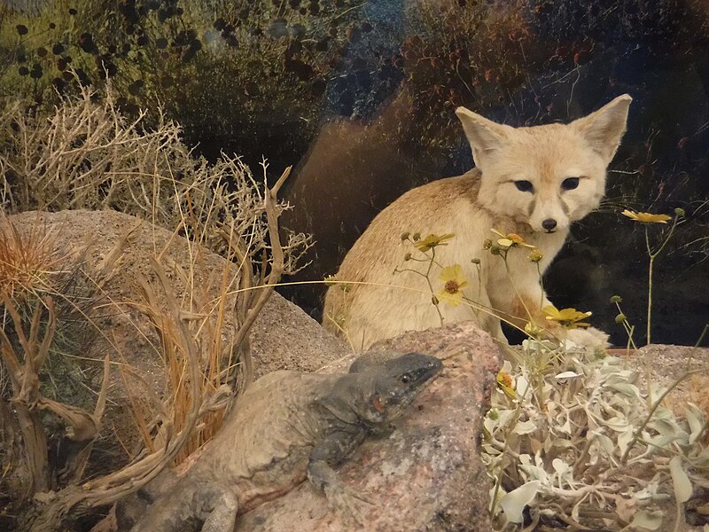 File:Vulpes macrotis San Diego Natural History Museum DSCF1847.jpg