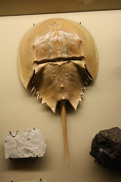 File:WLA hmns Limulus polyphemus.jpg