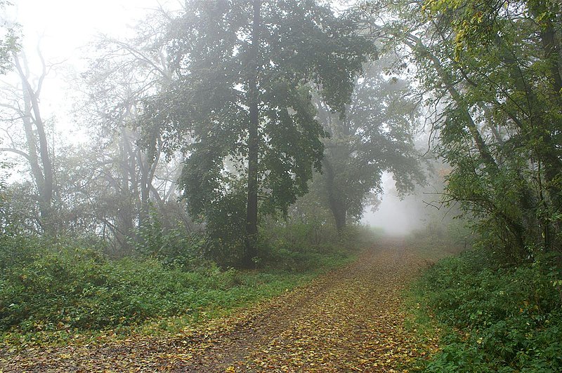 File:Waldweg im Nebel - panoramio.jpg