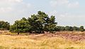 * Nomination Walking through flowering heaths and shifting sands of Schaopedobbe (Schapenpoel) in the Netherlands. --Agnes Monkelbaan 04:44, 17 October 2016 (UTC) * Promotion Good quality. --A.Savin 05:49, 17 October 2016 (UTC)