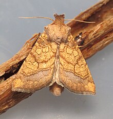 Moth at rest, hindwings obscured