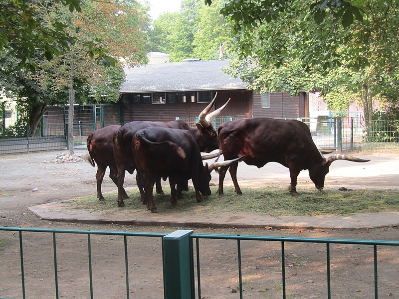 File:Watussirinder (Zoo Dresden) (2).jpg