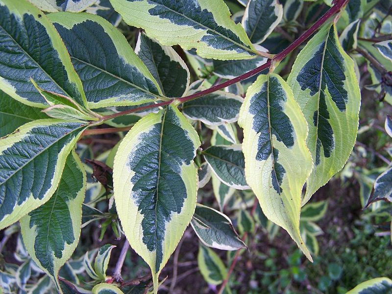 File:Weigela florida a1.jpg