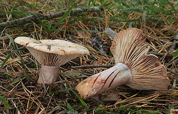 20/09: Rovelló, esclata-sang, pebràs, pinenc, pinenca o paratge (Lactarius sanguifluus), un bolet comestible molt popular.