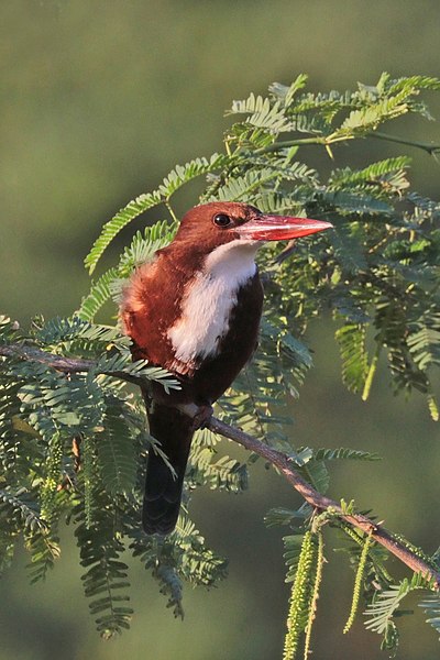 File:White-throated kingfisher (Halcyon smyrnensis fusca) Jojawar.jpg