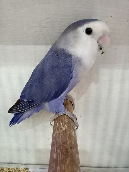 File:White face violet African lovebird 01.jpg