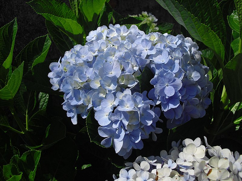 File:White flower at wayanad.JPG