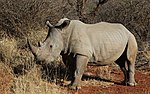 White rhino looking up (7765537606)