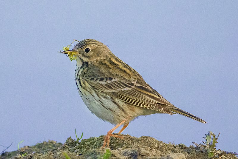 File:Wiesenpieper Anthus pratensis.jpg