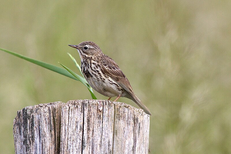 File:Wiesenpieper Zaunpfahl Überblick.JPG