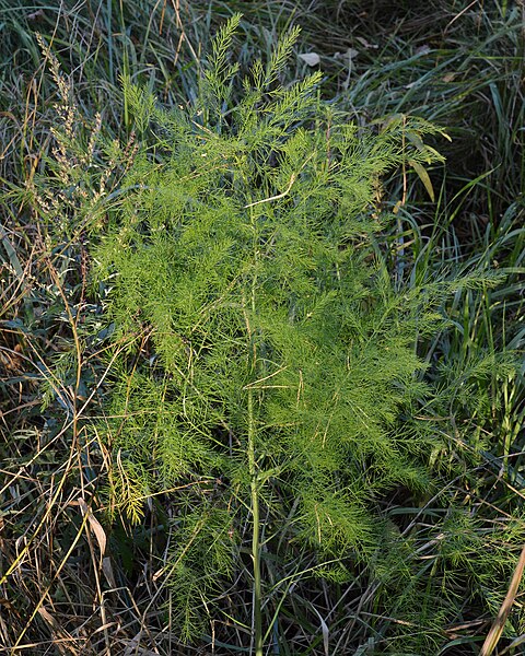 File:Wild Asparagus (Asparagus officinalis) - Bærum, Norway 2021-09-25.jpg