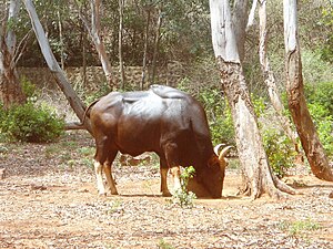 Gaur or wild bison