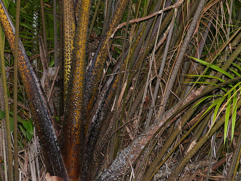 File:Wild Hill Sago (Eugeissona utilis) spiny base (15822511702).jpg