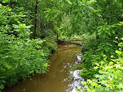 Wilkinson Creek durch niedrige Bürste