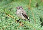 Thumbnail for File:Willow Flycatcher 8173a.jpg