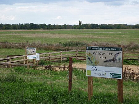 Willow tree fen