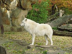 Wolf Zoo Berlin.jpg