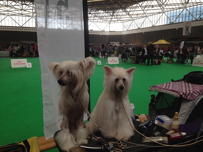 File:World Dog Show, Amsterdam, 2018 - 30.JPG