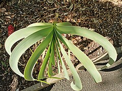 Leaves (Royal Botanic Garden, Sydney)