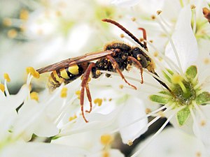 Nomada sp. feeding on crataegus