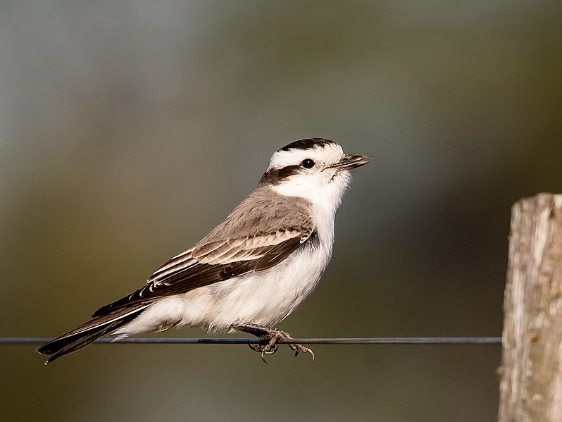 File:Xolmis coronatus - Black-crowned Monjita; San Javier, Río Negro, Uruguay.jpg