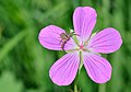 Crab spider (Xysticus sp.) Krabbenspinne