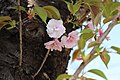 P095 八重紅大島 Yaebenioshima 花の写真