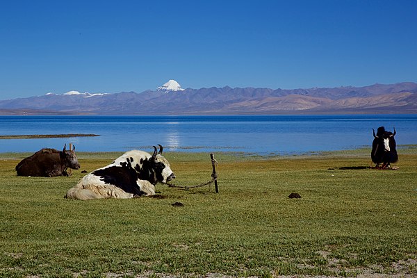 Lake Manasarovar with Mount Kailash in the distance.