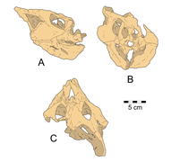Yamaceratops holotype skull