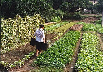 A woman farming in Yangshuo, 2005. Yangshuo woman farmer.jpg