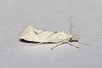 Ypsolopha.persicella.7690.jpg