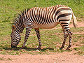 Zebra.zoo.750pix.jpg