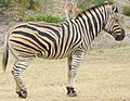 Zebra at the Werribee Open Range Zoo