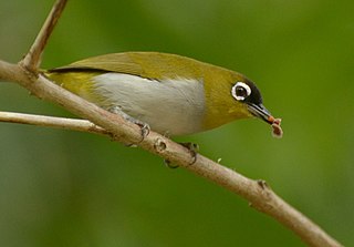 <span class="mw-page-title-main">Black-crowned white-eye</span> Species of bird