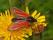 Zygaenidae - Zygaena purpuralis.JPG